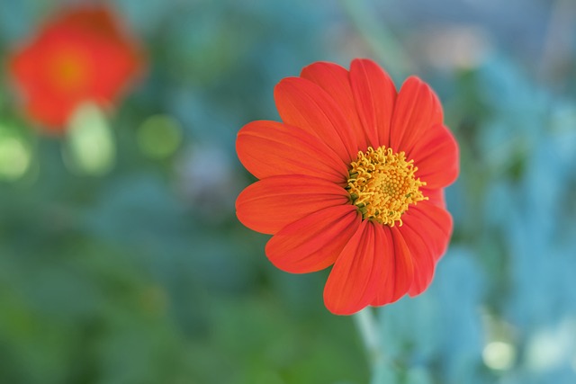 洛尼亚的成 洛尼亚的成